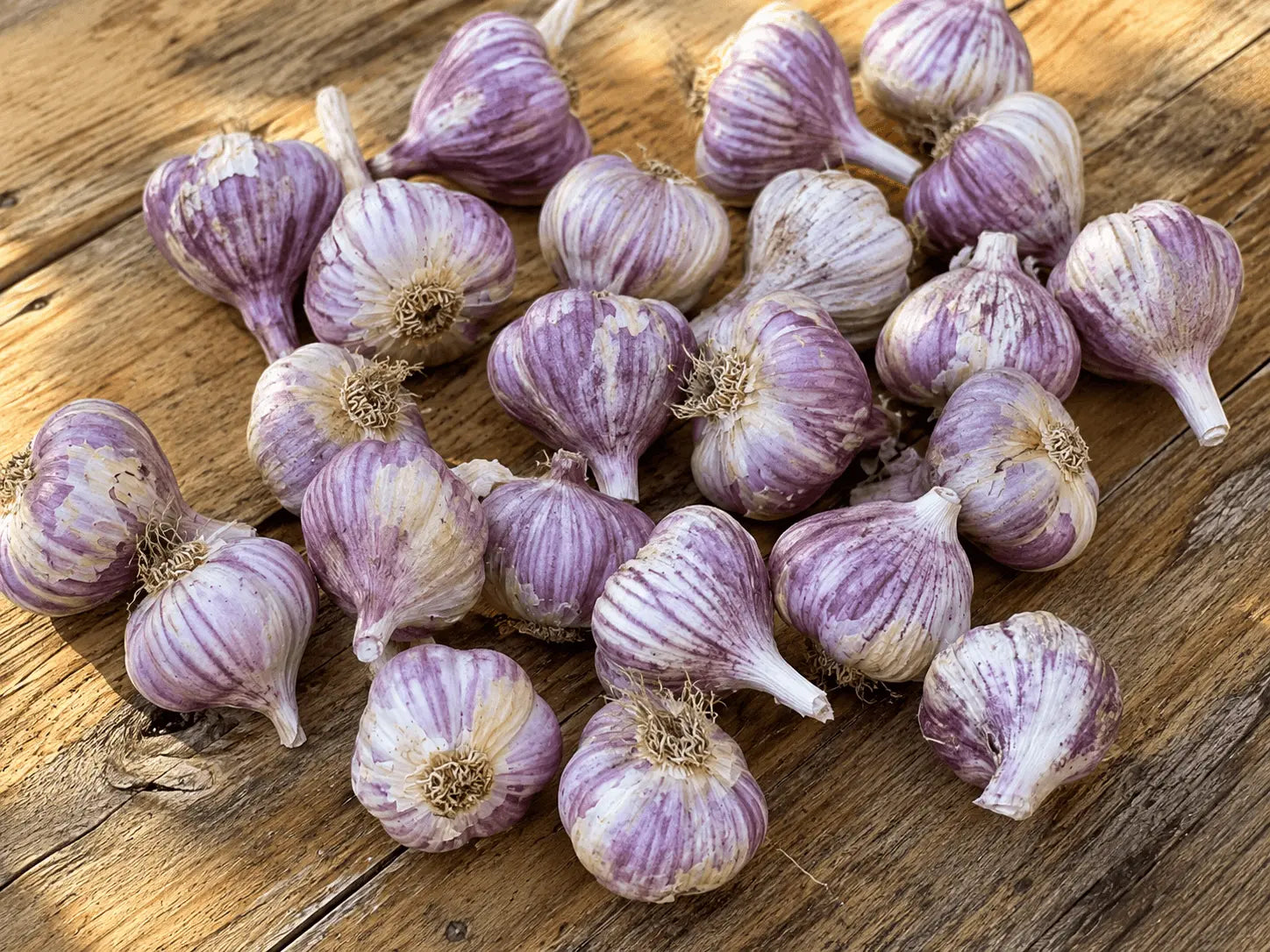Aglio viola